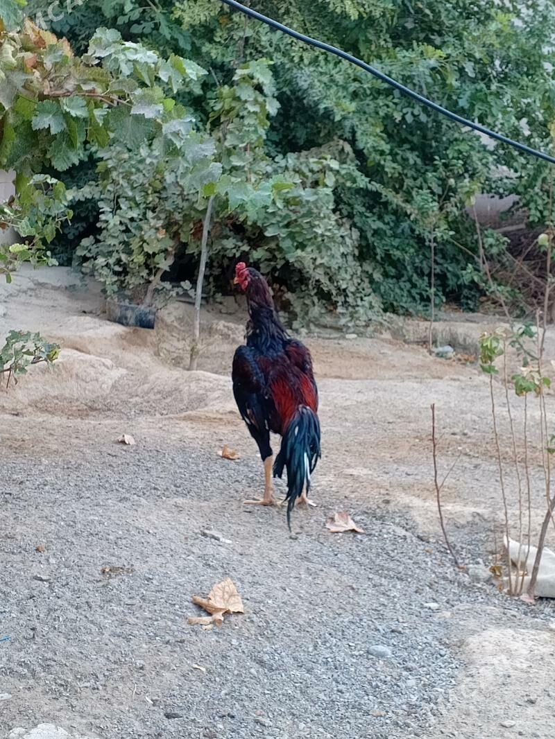 TAŞGENT HORAZ JÜÝJE - Кипджак - img 5