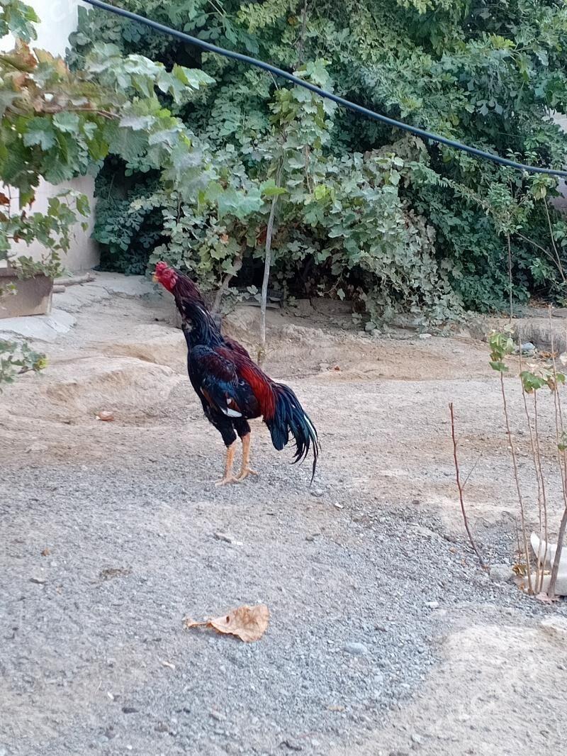 TAŞGENT HORAZ JÜÝJE - Кипджак - img 3