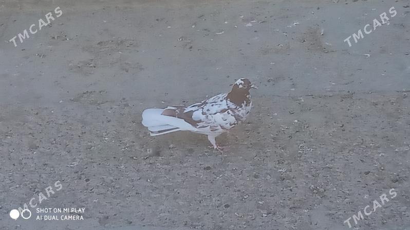 Kepder - Гызыларбат - img 4