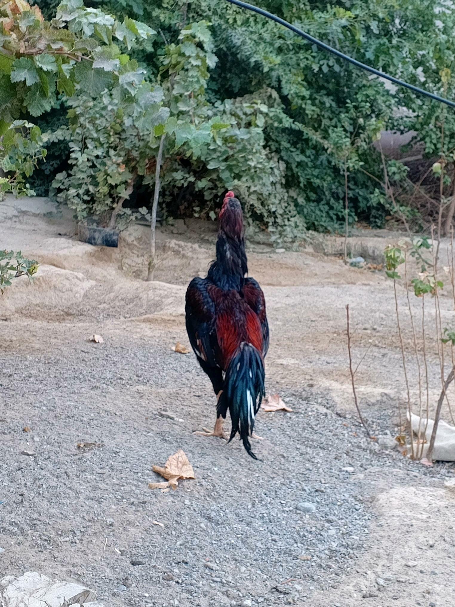 TAŞGENT HORAZ JÜÝJE - Кипджак - img 4