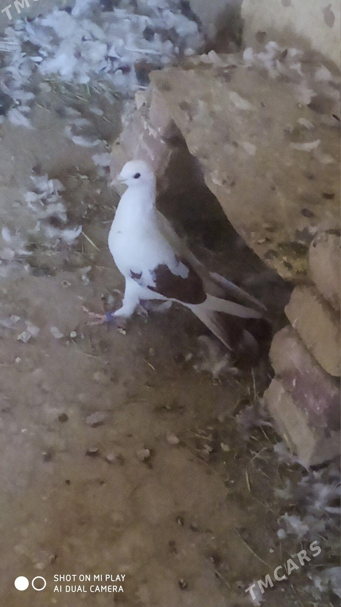 Kepder - Гызыларбат - img 3