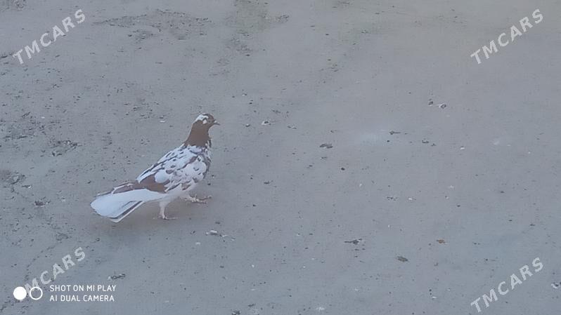 Kepder - Гызыларбат - img 5