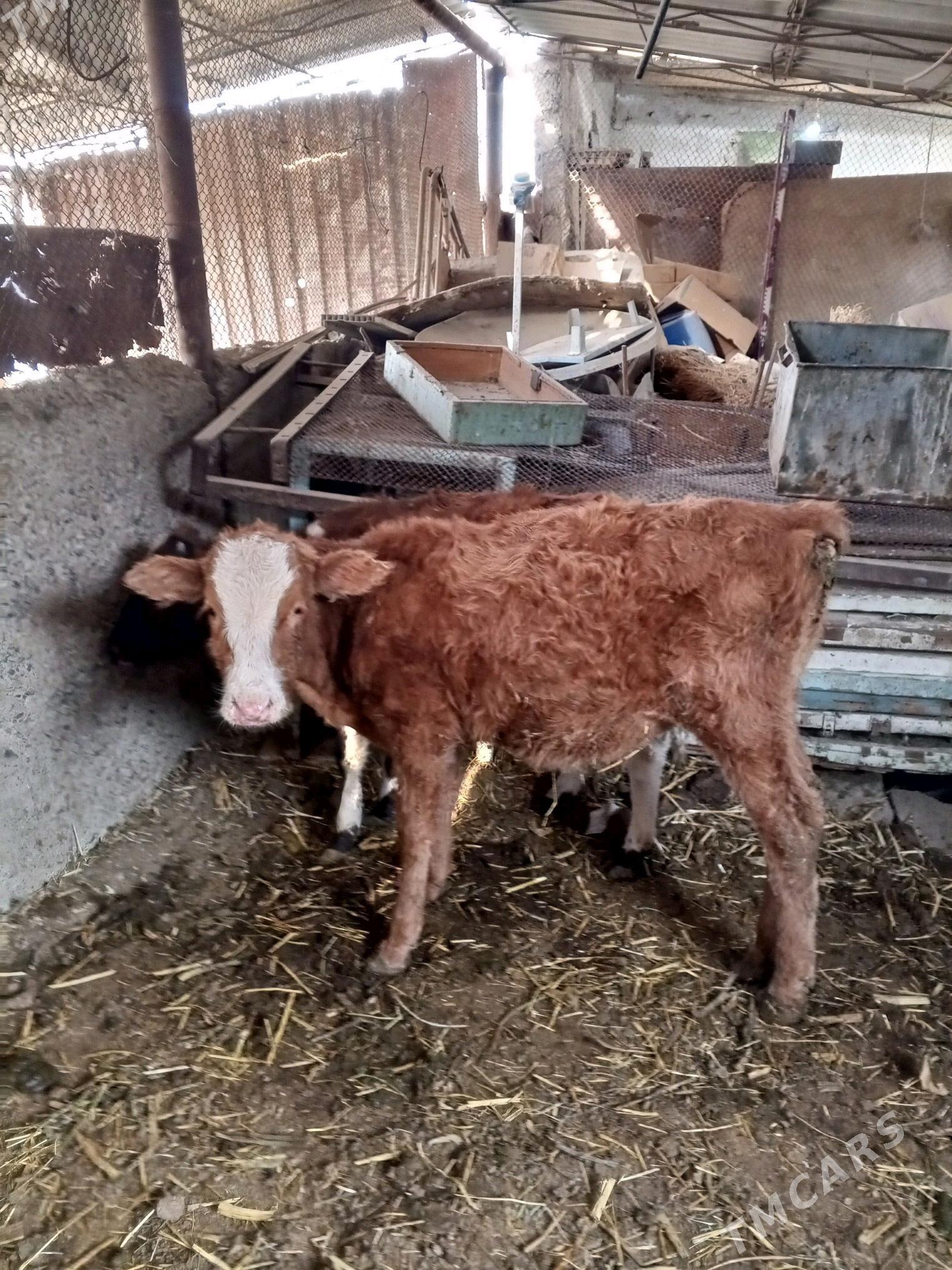 okuz - Яшлык - img 2