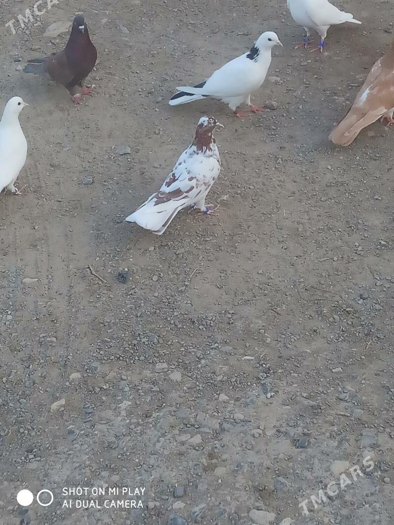 Kepder - Гызыларбат - img 6