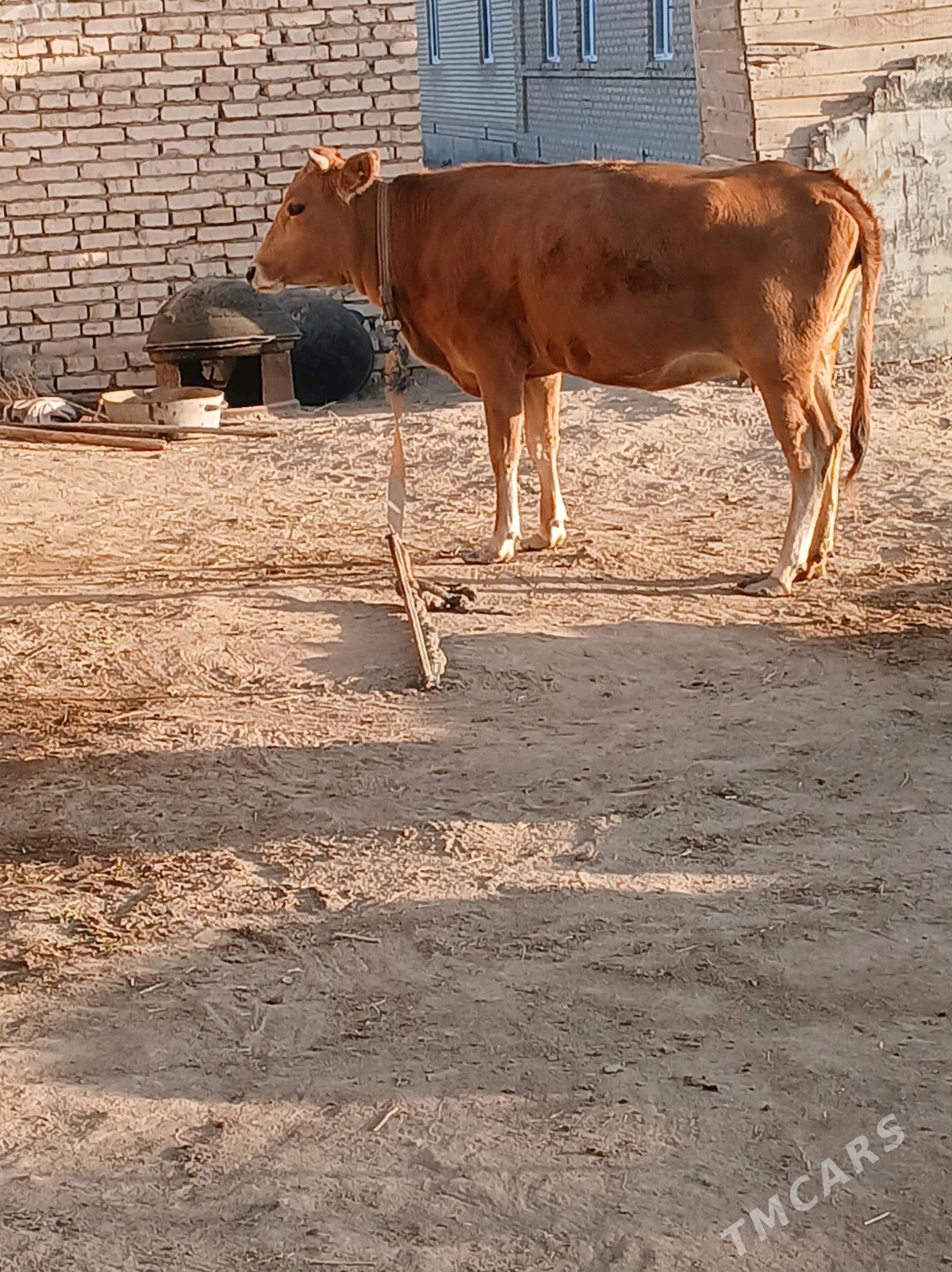 okuz sygyr - Murgap - img 1