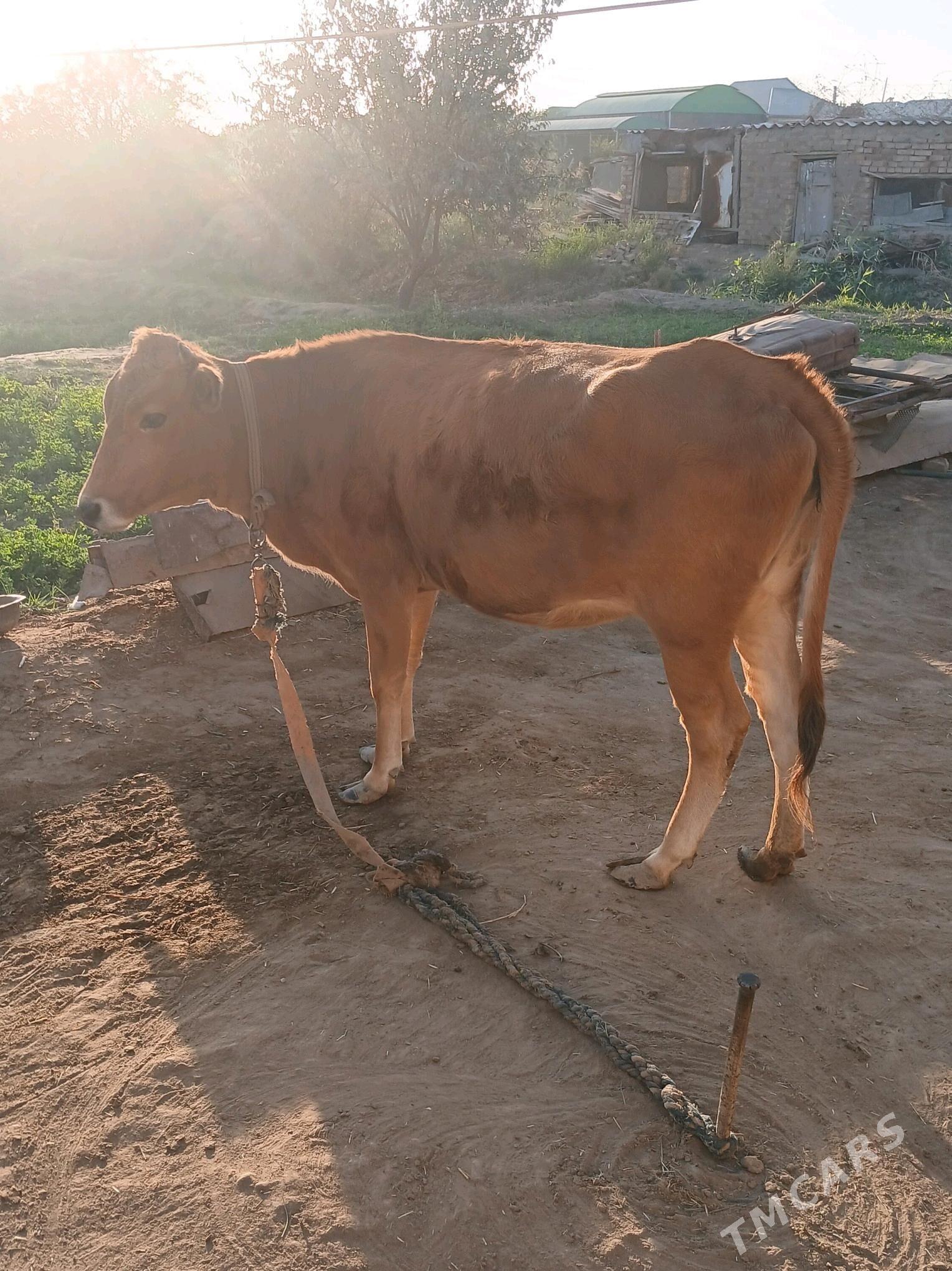 okuz sygyr - Murgap - img 7