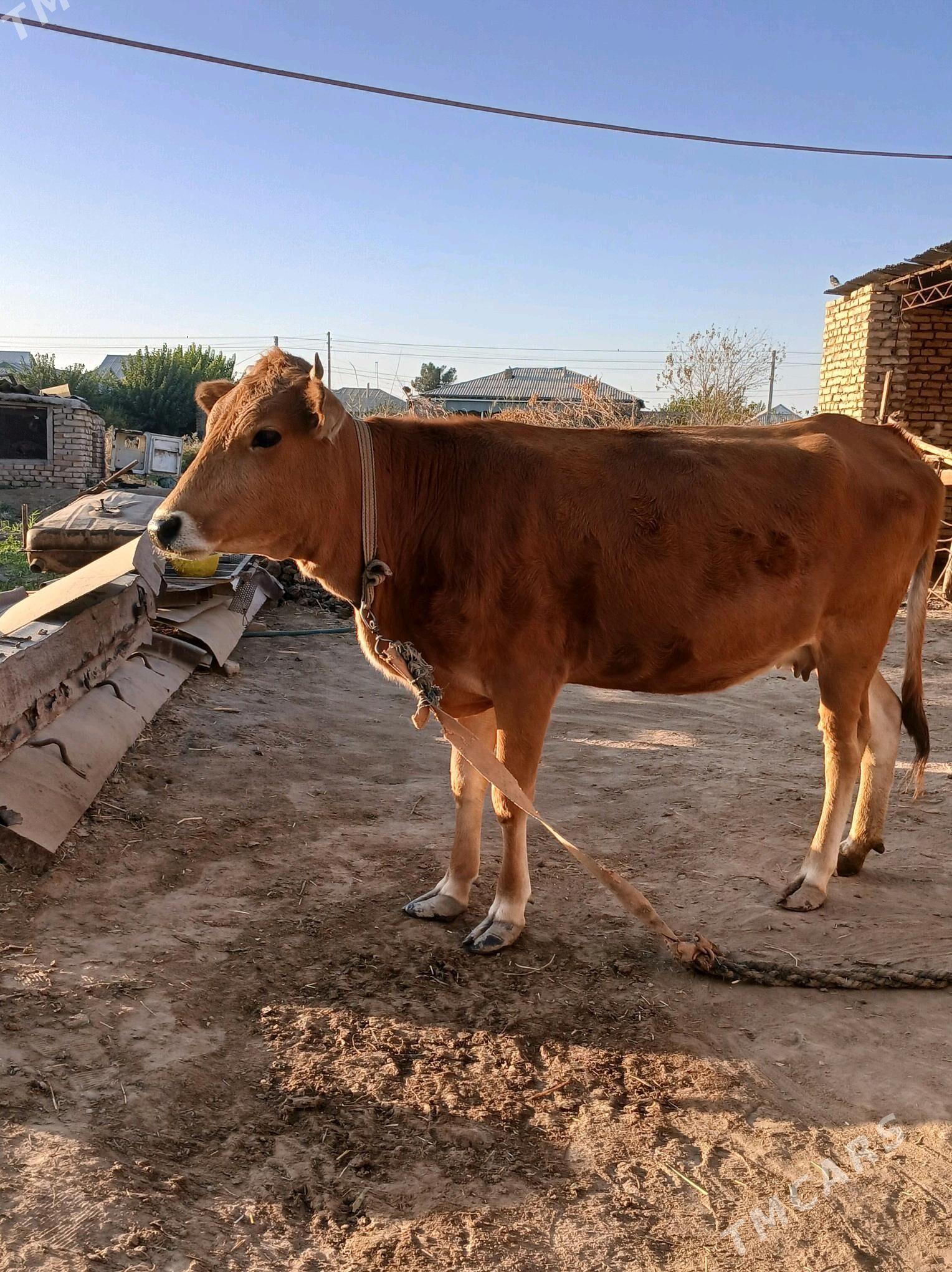 okuz sygyr - Murgap - img 8