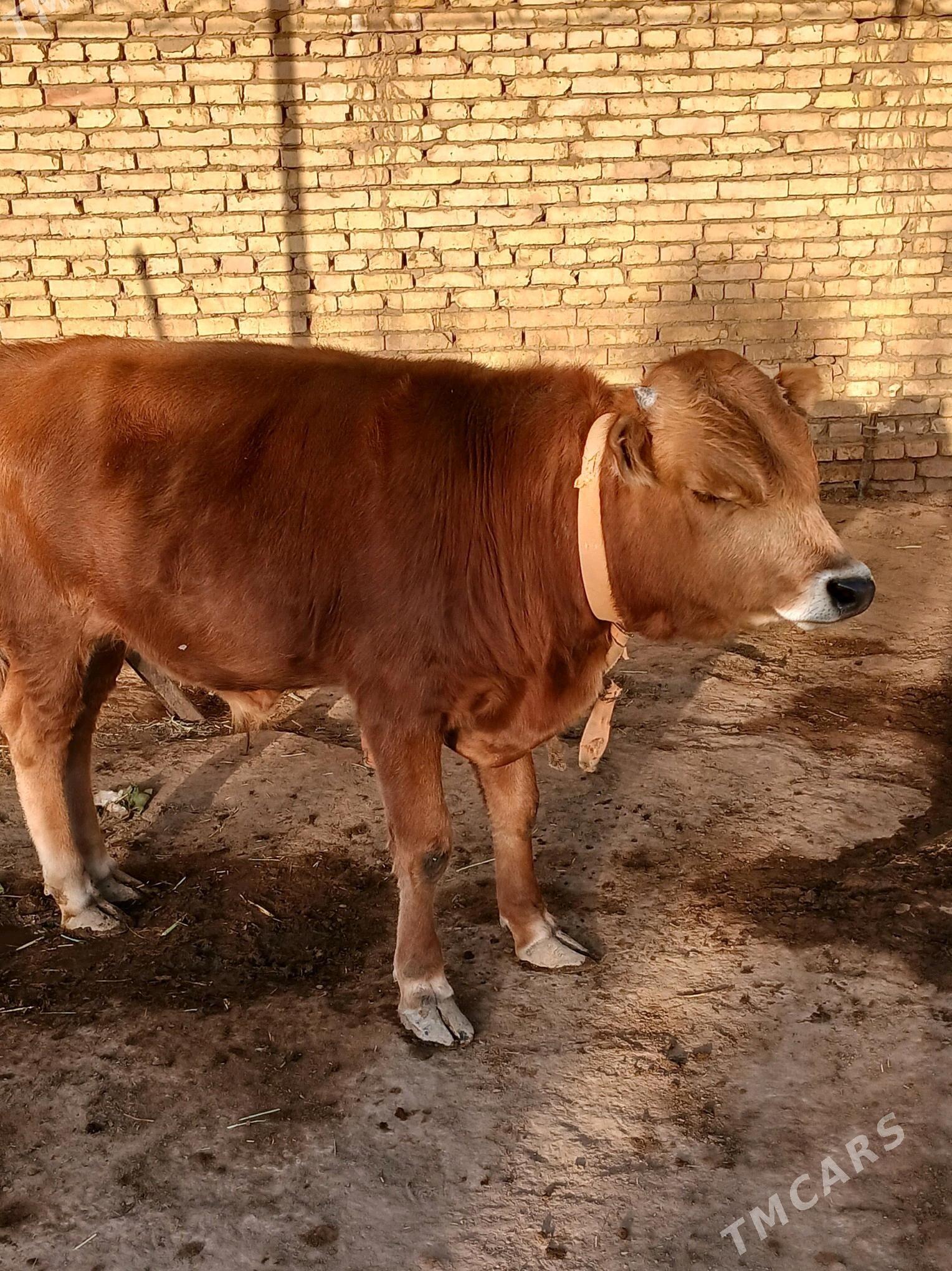 okuz sygyr - Murgap - img 4