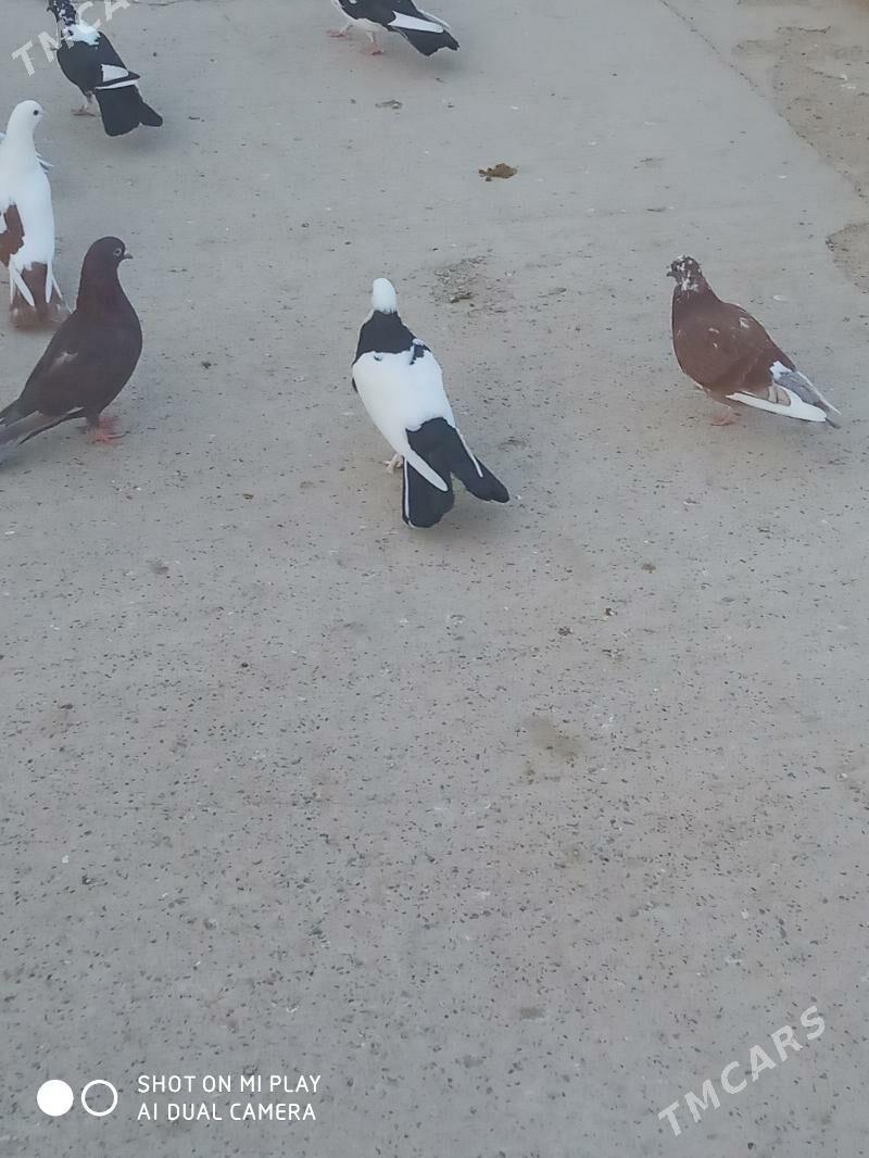 Kepder - Гызыларбат - img 7