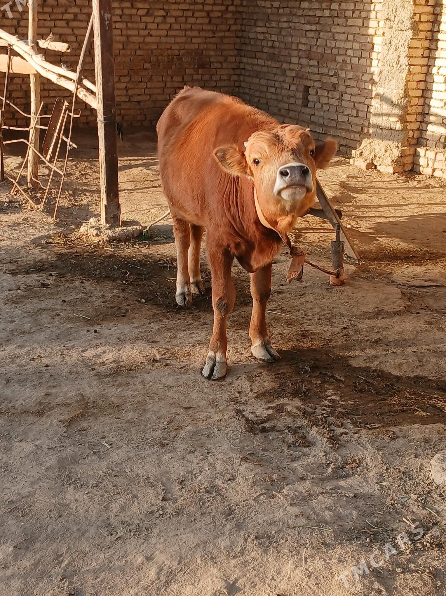 okuz sygyr - Murgap - img 6