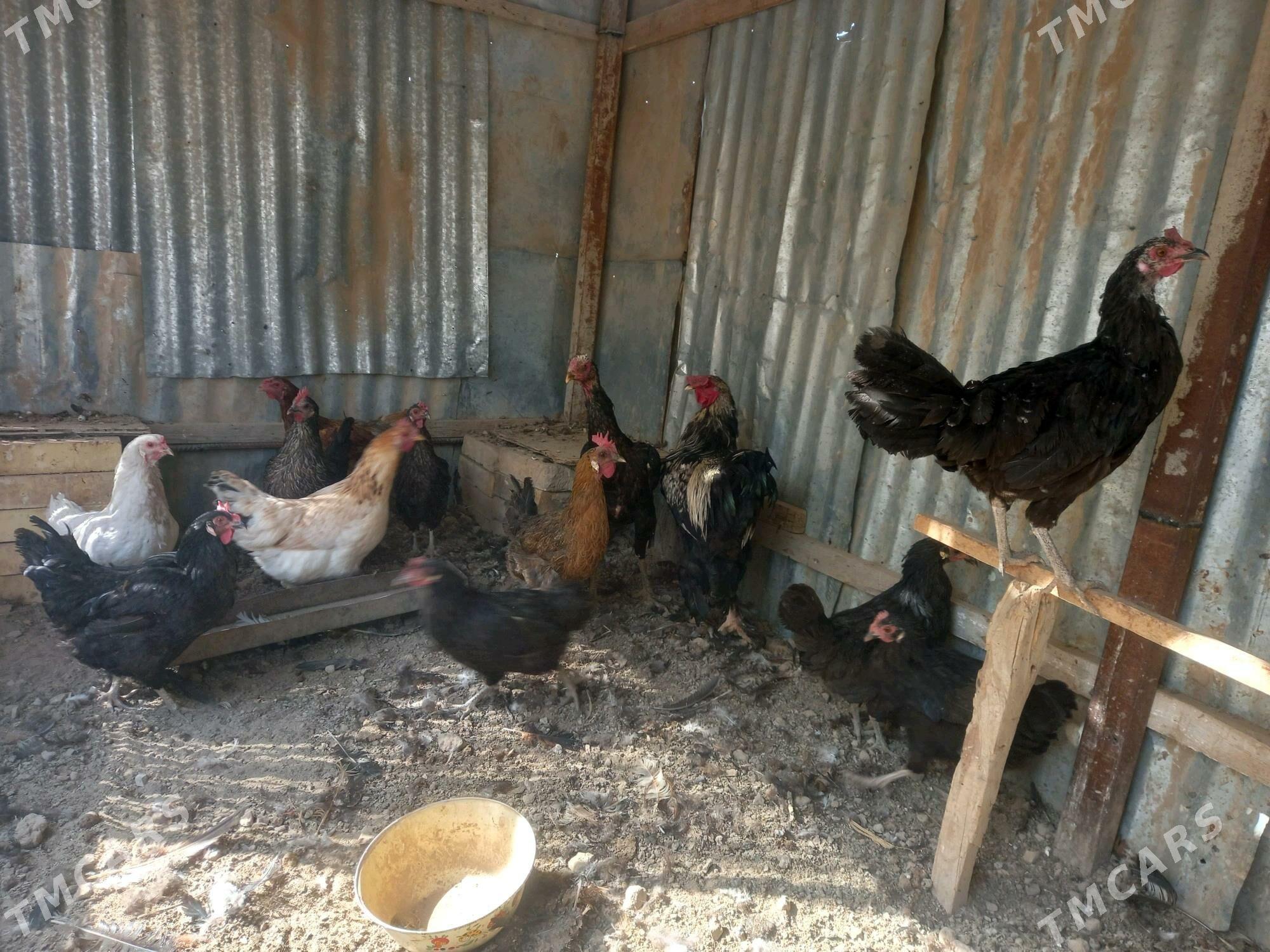 Guzlaýan towuklar - Мары - img 2