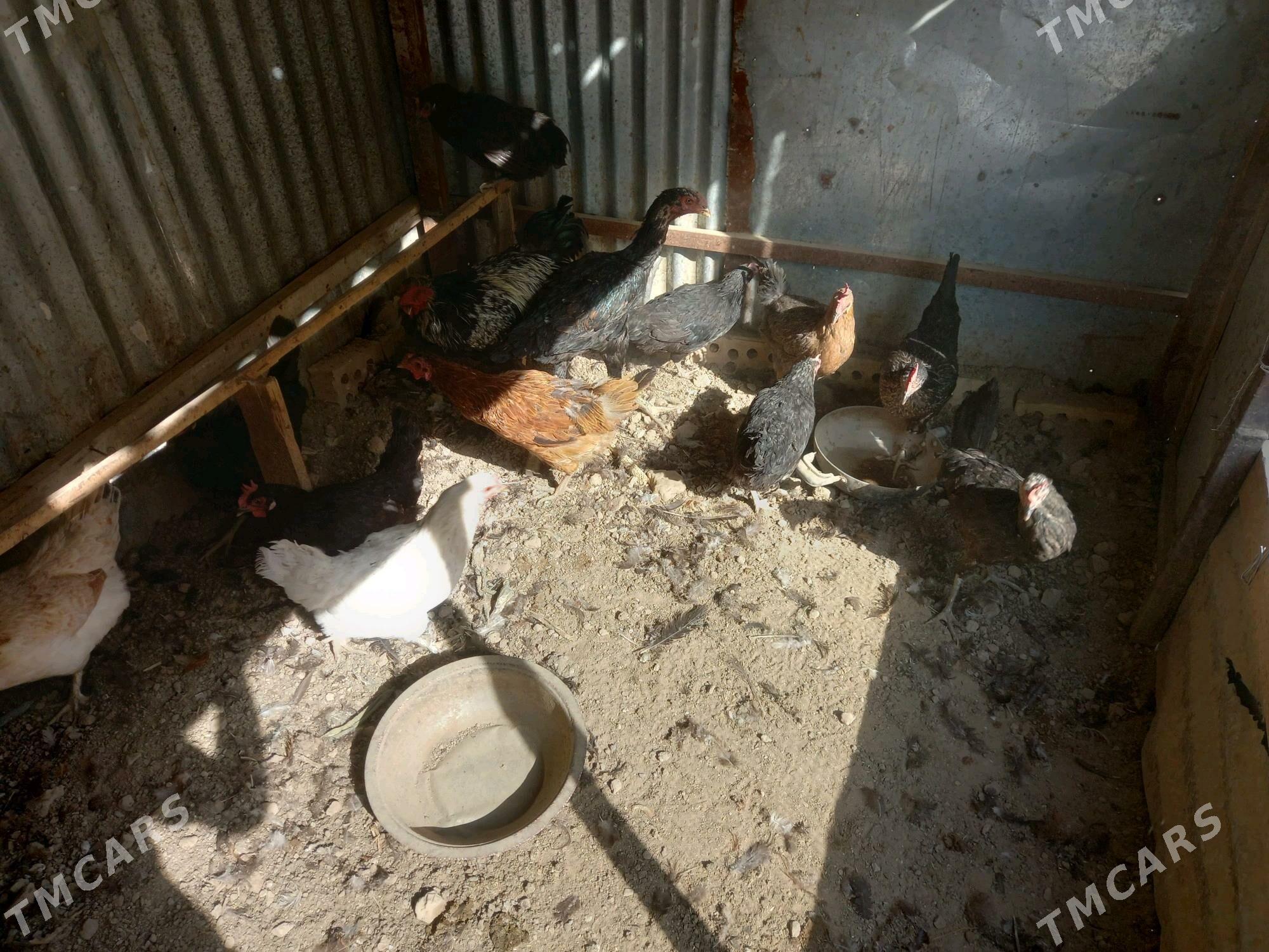 Guzlaýan towuklar - Мары - img 4