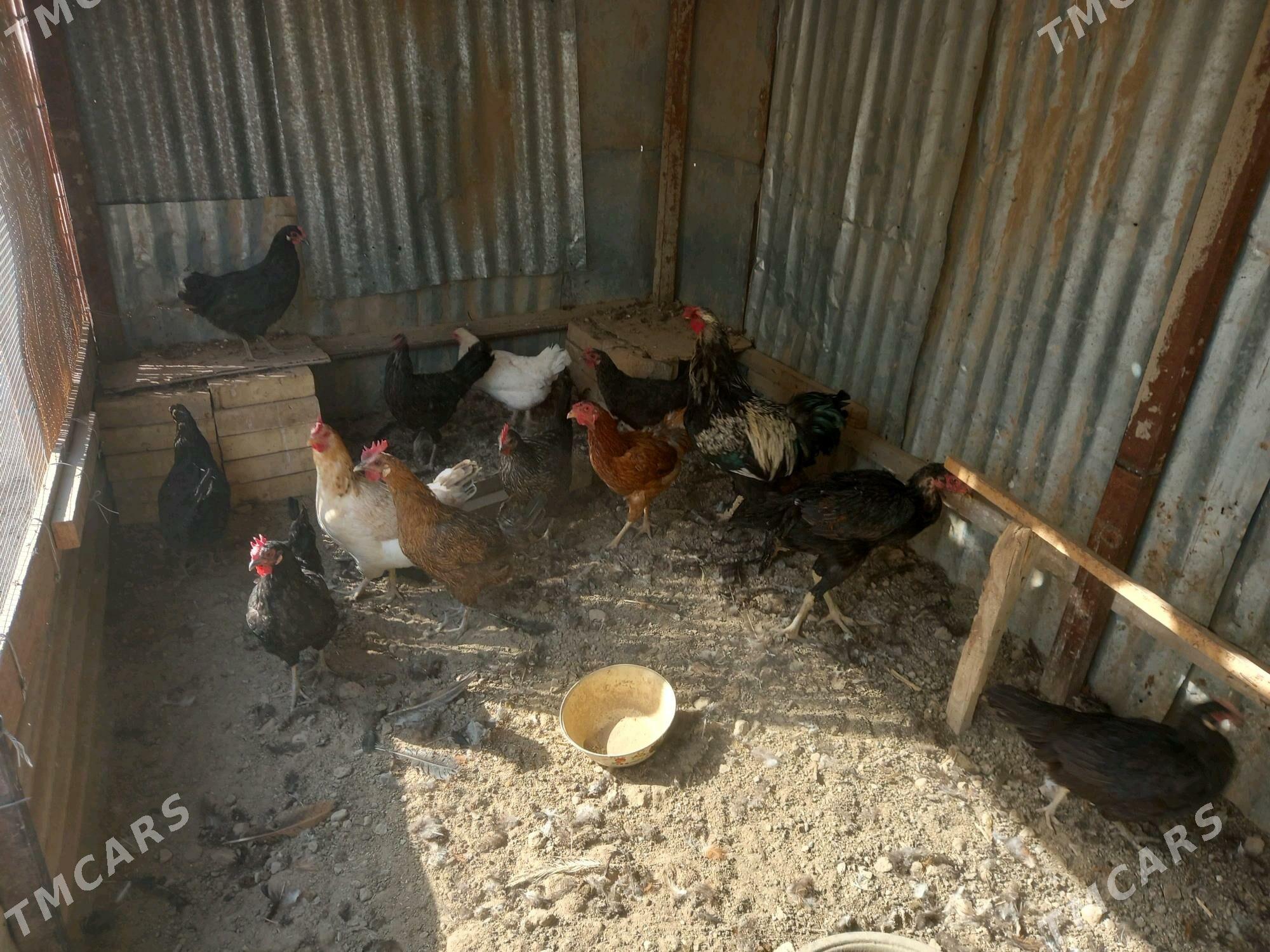 Guzlaýan towuklar - Мары - img 5