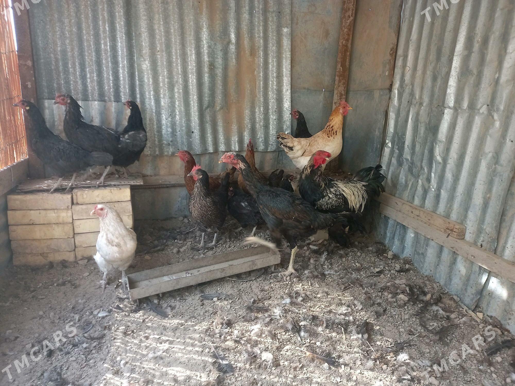 Guzlaýan towuklar - Мары - img 3