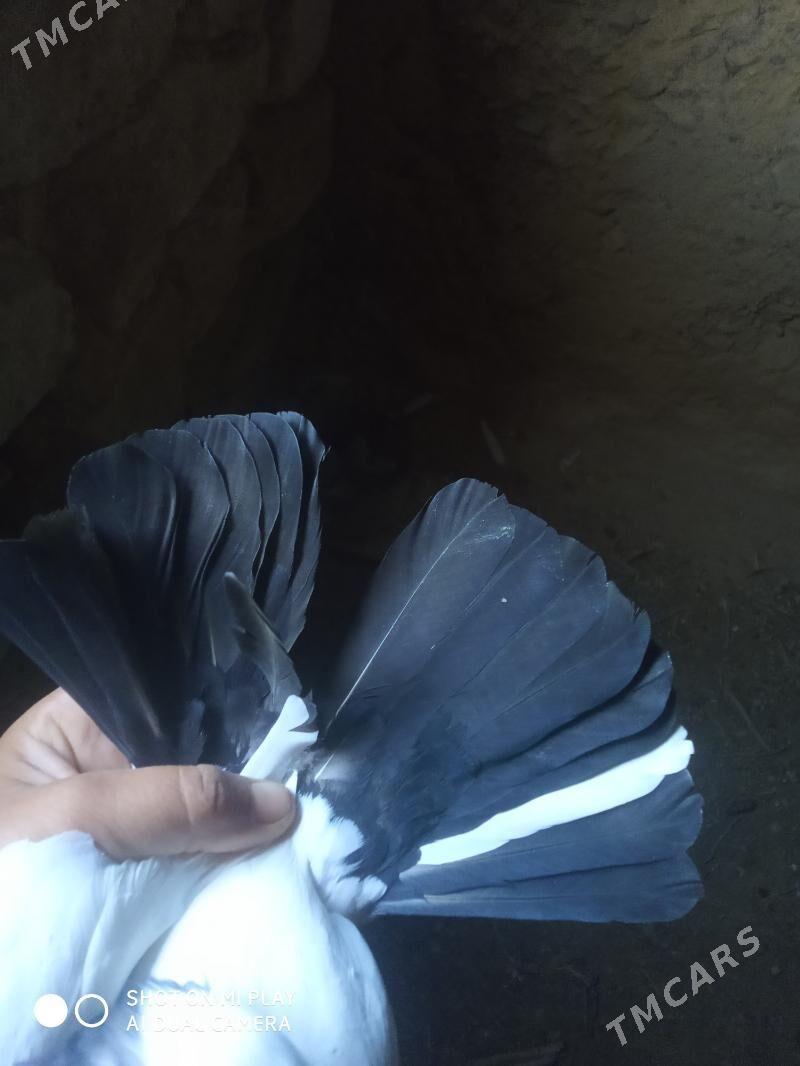 Kepder - Гызыларбат - img 9