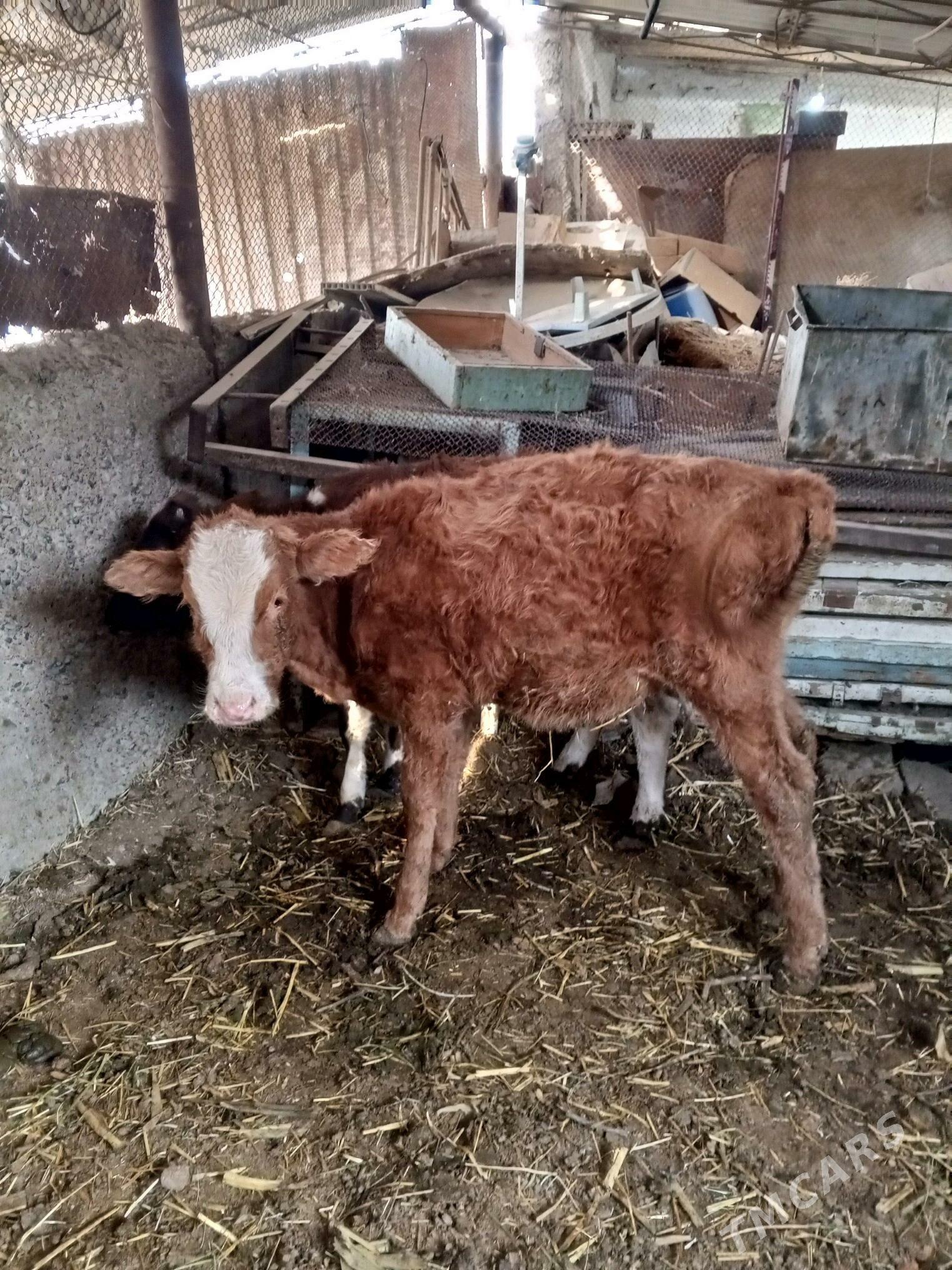 okuz - Яшлык - img 1