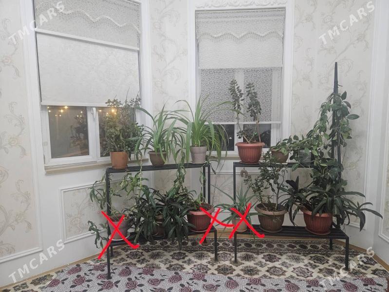 gul goyulyan - Ашхабад - img 1