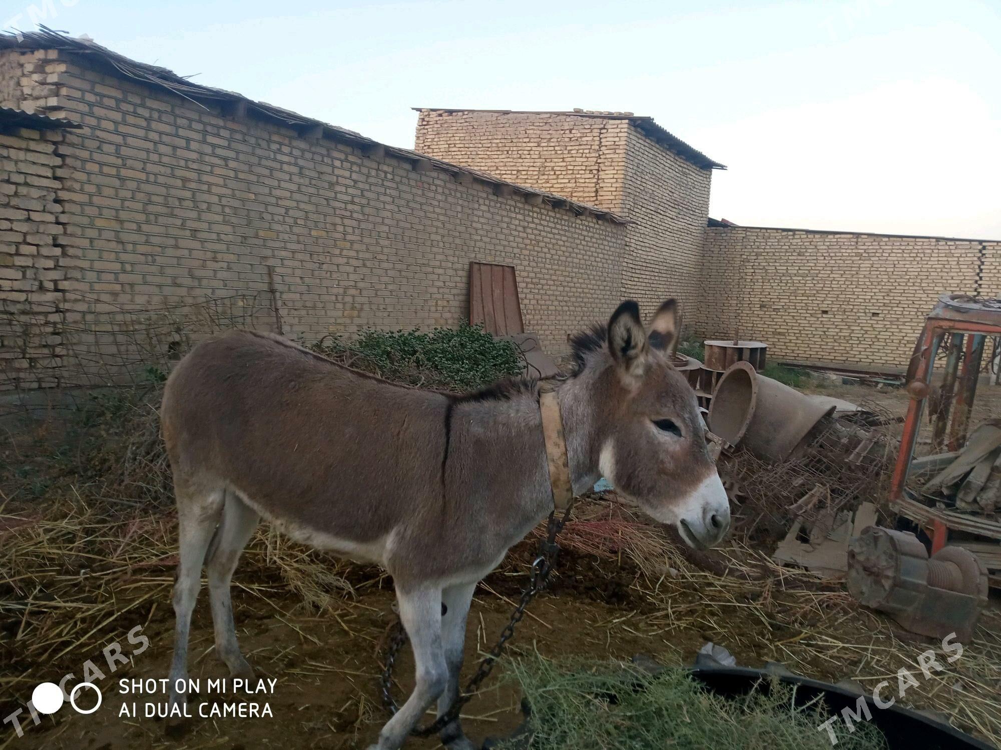 esek - Wekilbazar - img 2