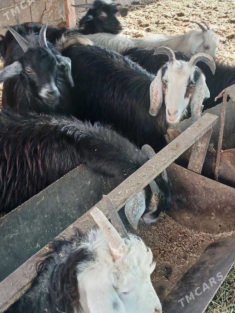 Cewis - Aşgabat - img 1