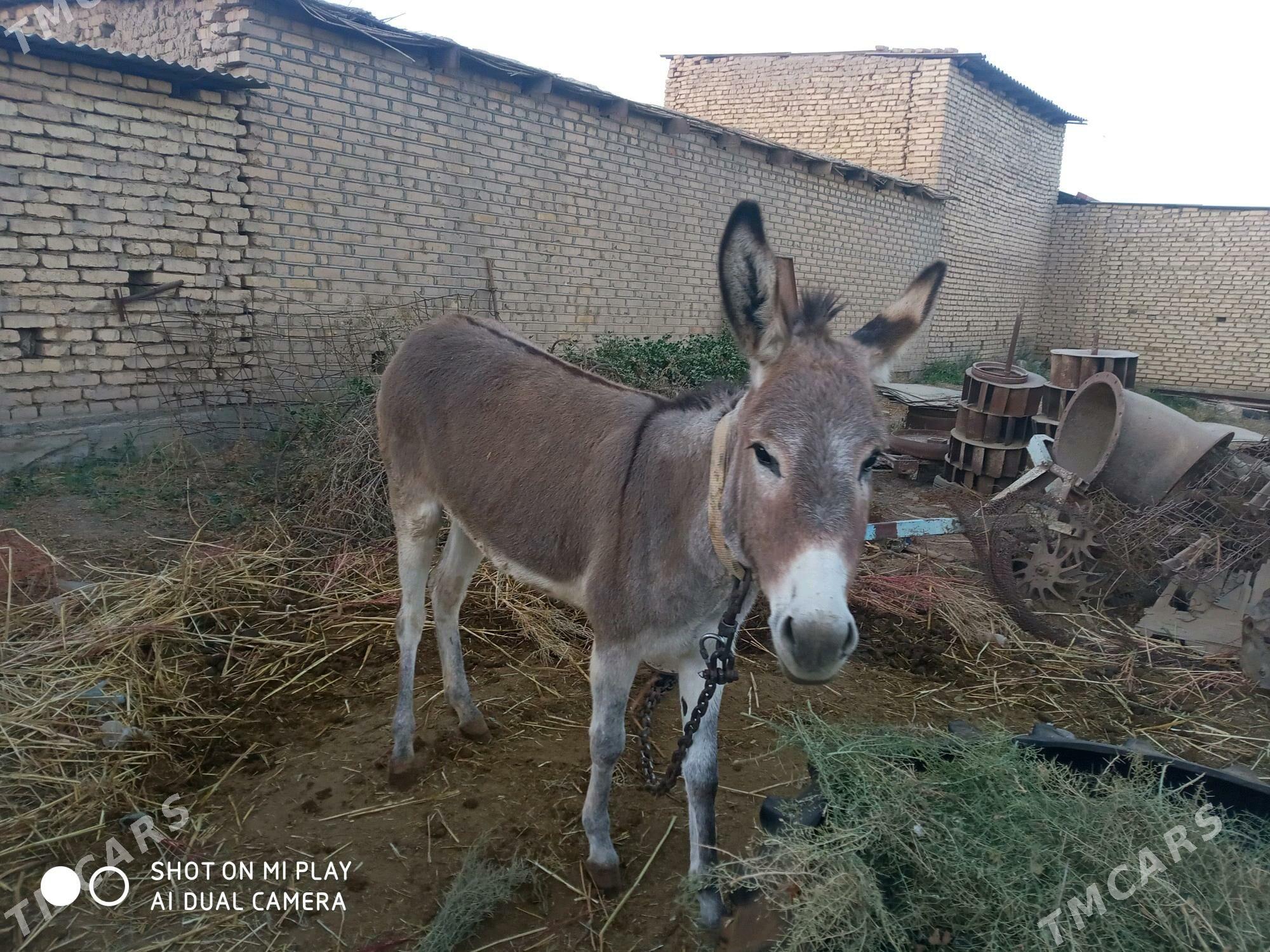 esek - Wekilbazar - img 1