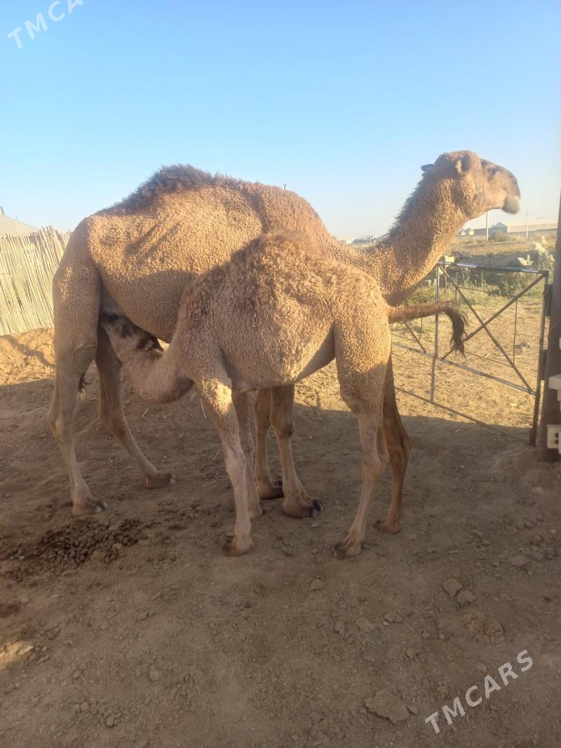 Кощекли дуйе - Baýramaly - img 2