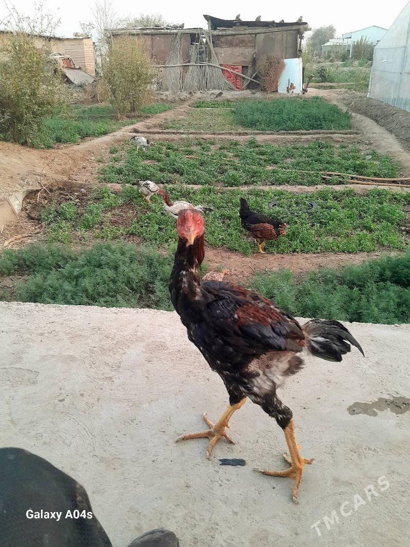 baysok horaz - Murgap - img 2