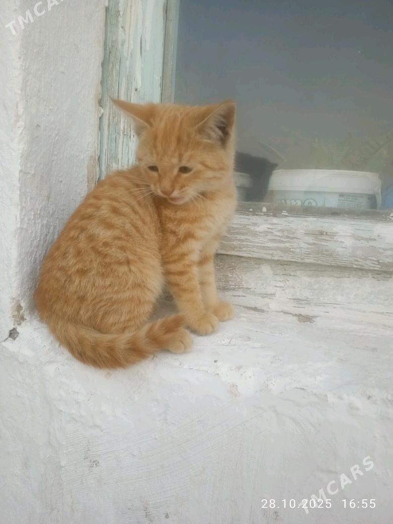 Pişijek - Мары - img 4