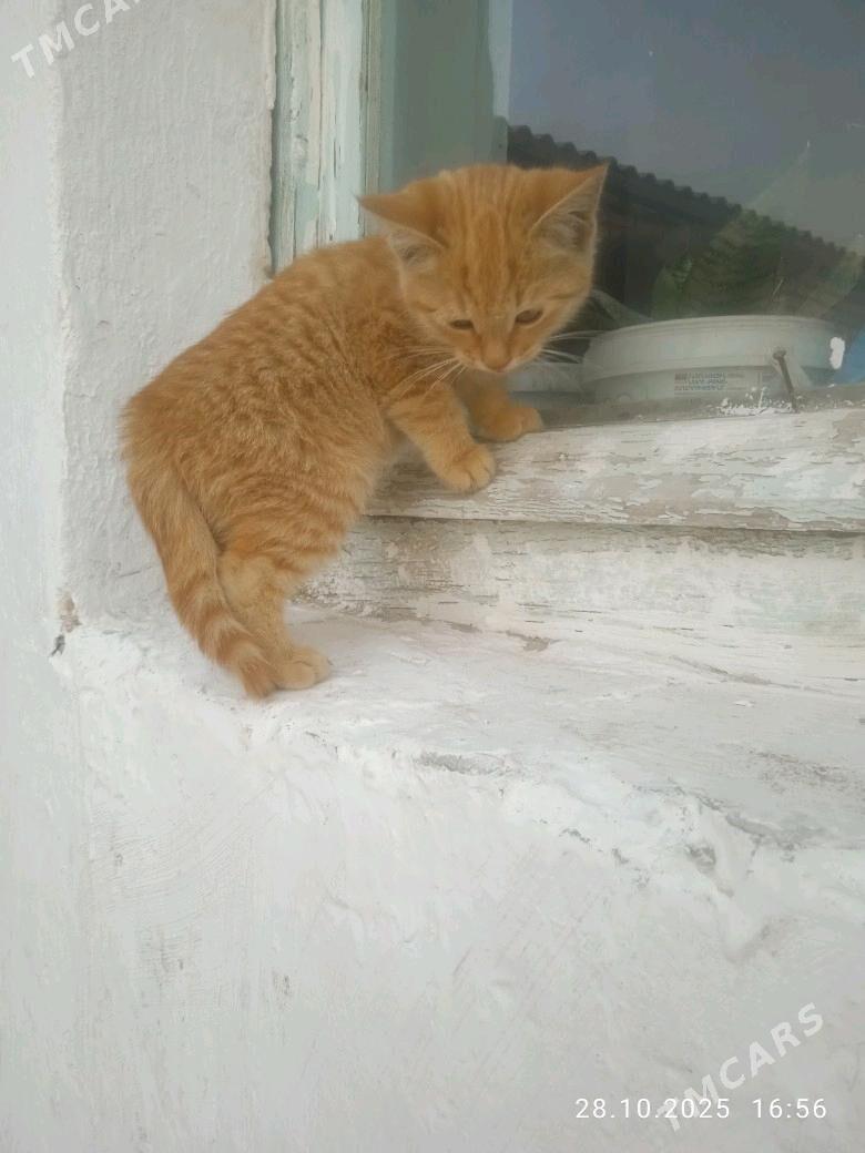 Pişijek - Мары - img 2