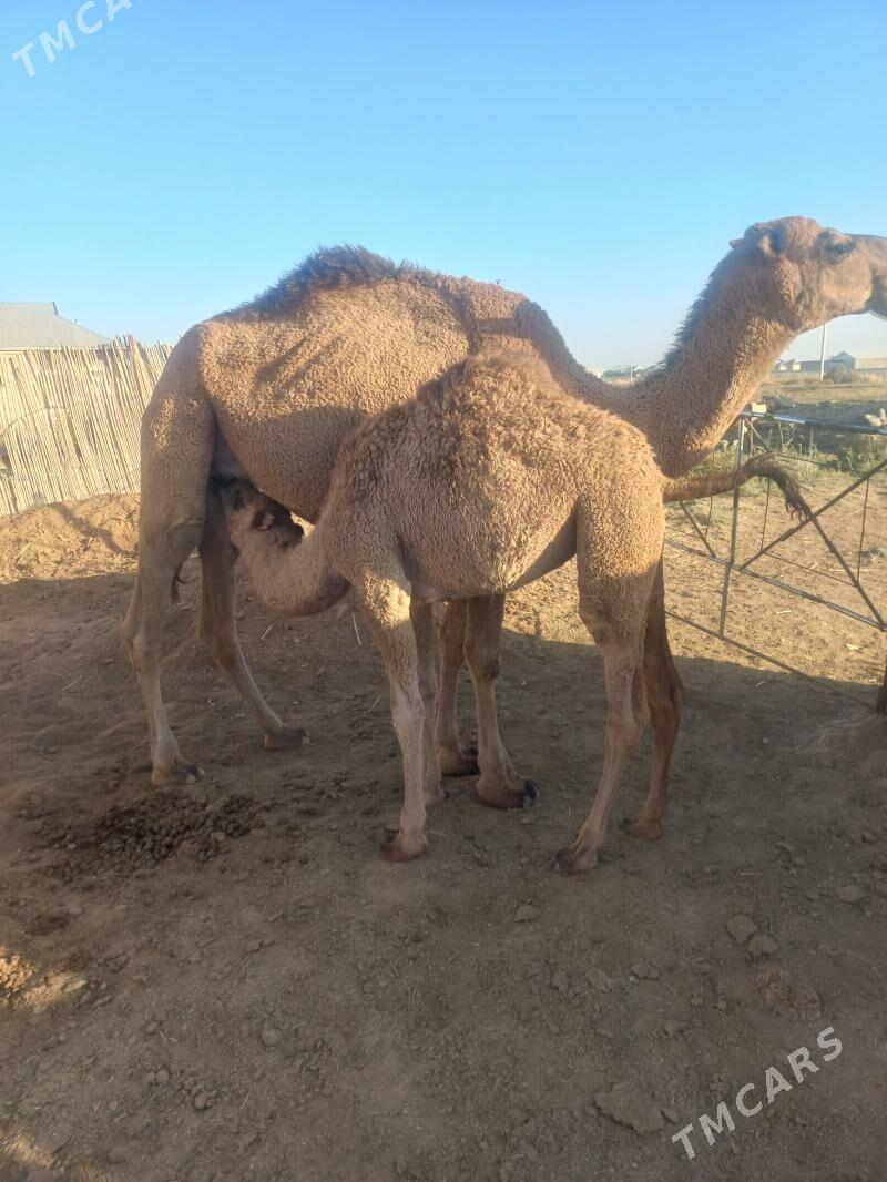 Кощекли дуйе - Baýramaly - img 3