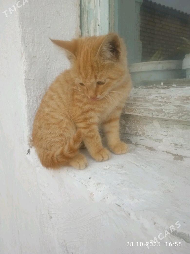 Pişijek - Мары - img 5