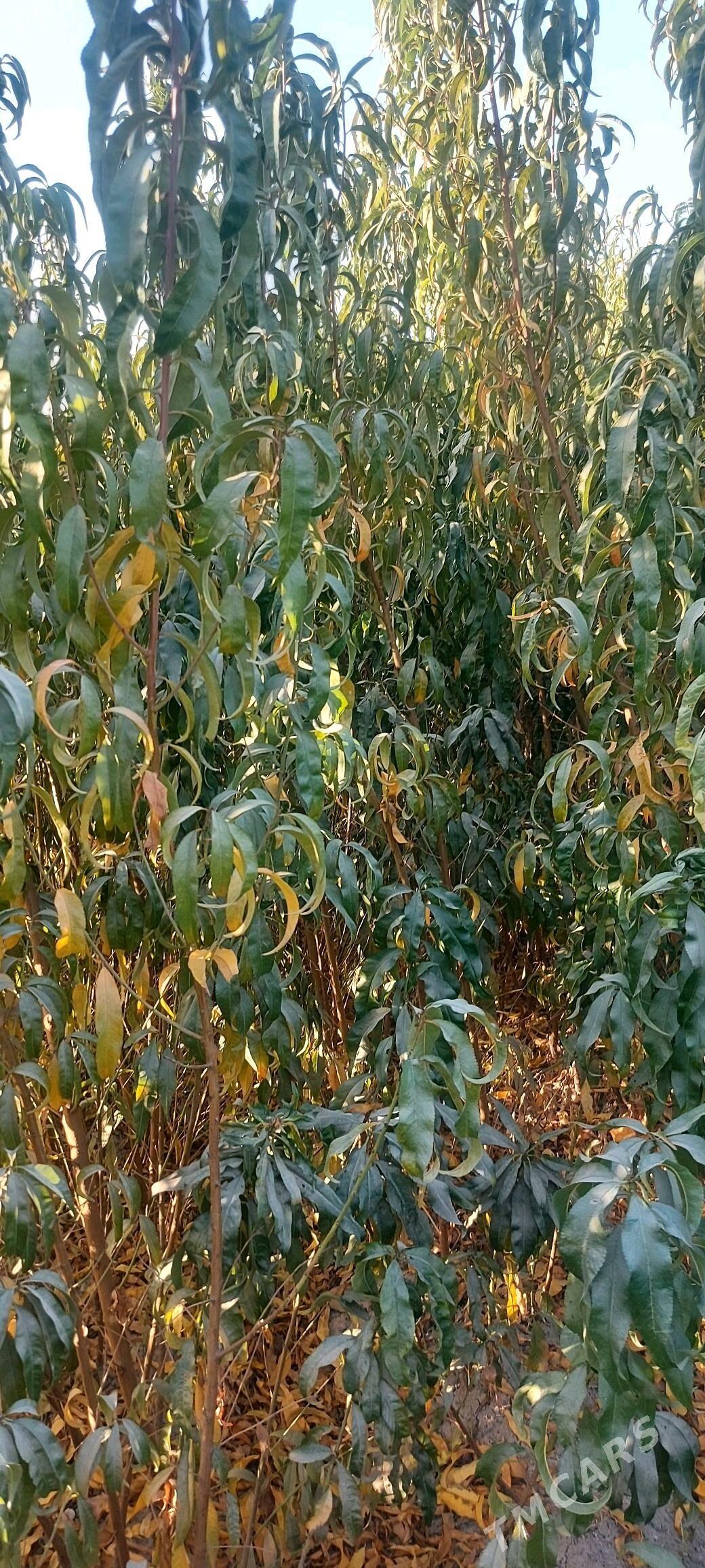 septaly nahel - Сакар - img 1