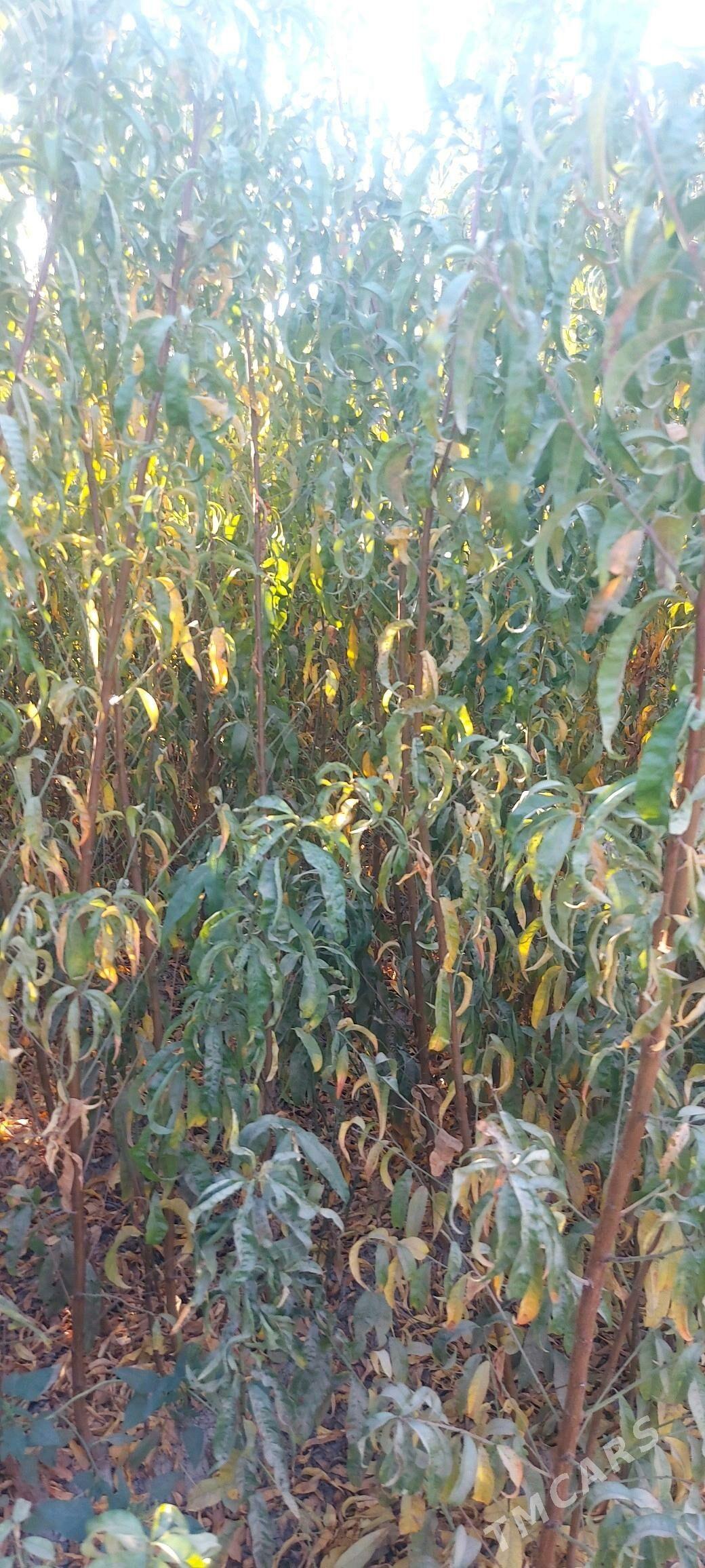 septaly nahel - Сакар - img 2