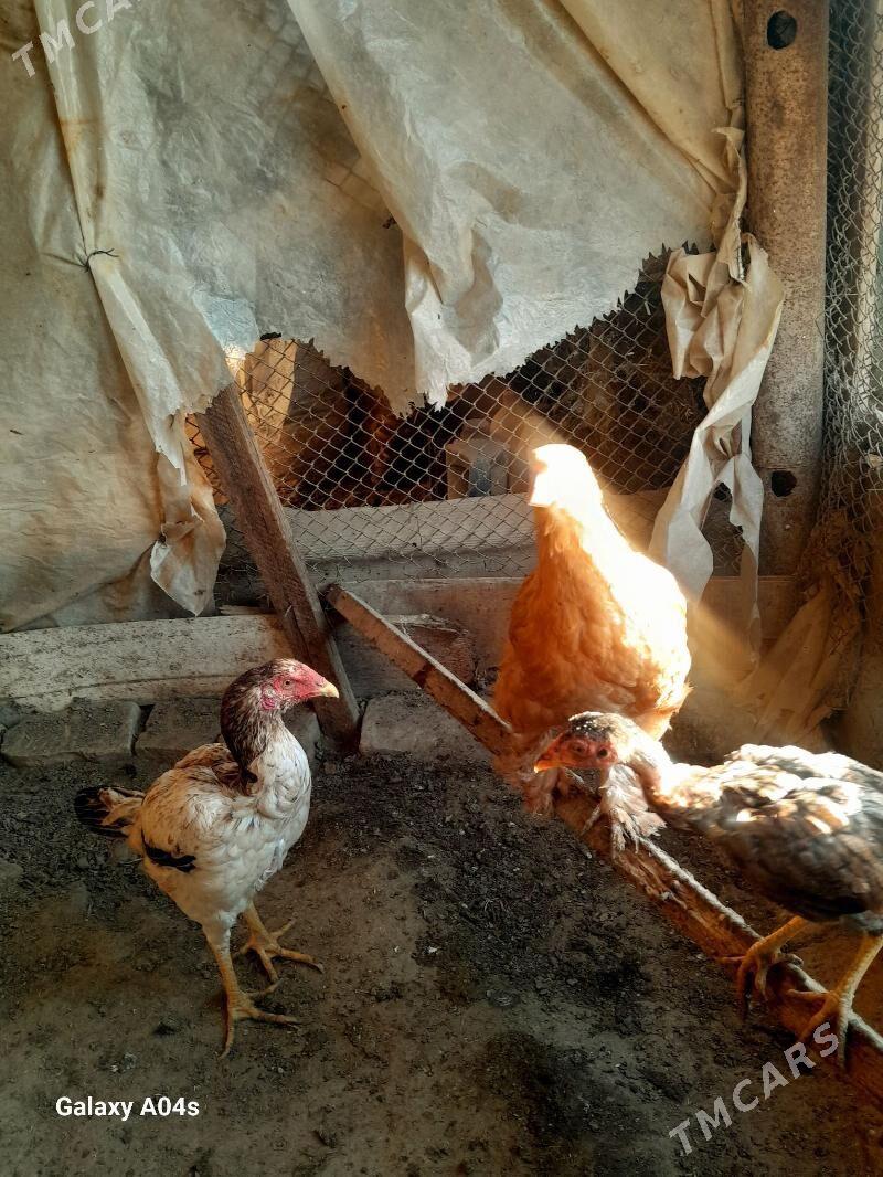 baysok horaz - Murgap - img 5