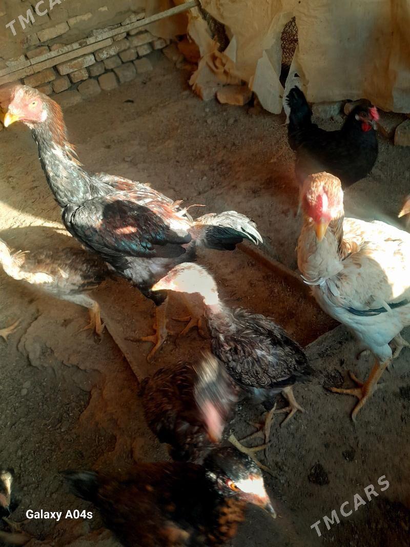 baysok horaz - Murgap - img 3