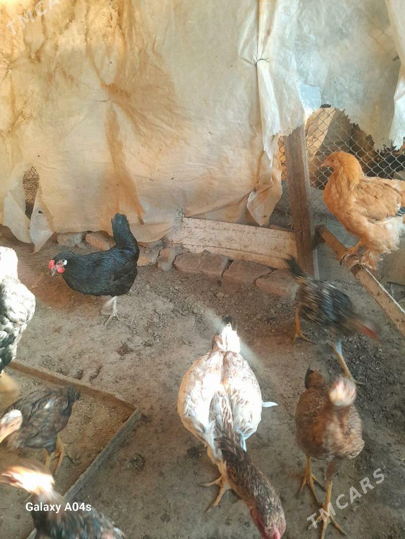 baysok horaz - Murgap - img 4