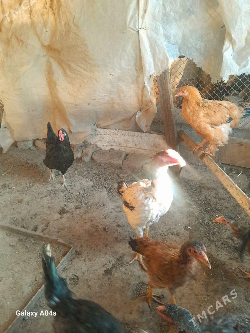 baysok horaz - Murgap - img 6