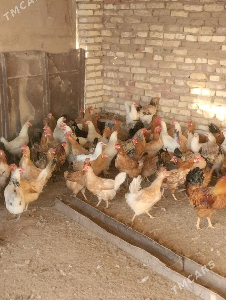 towuk - Babadaýhan - img 1