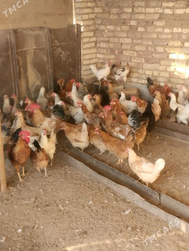 towuk - Babadaýhan - img 4