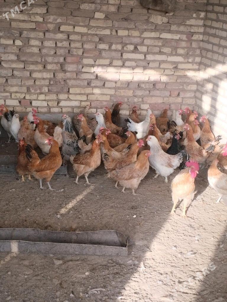 towuk - Babadaýhan - img 3