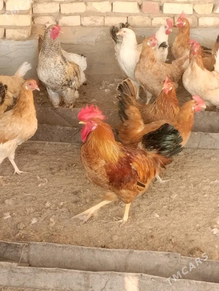 towuk - Babadaýhan - img 2