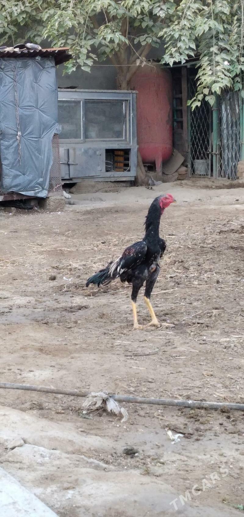 horaz taśkent - Ашхабад - img 3