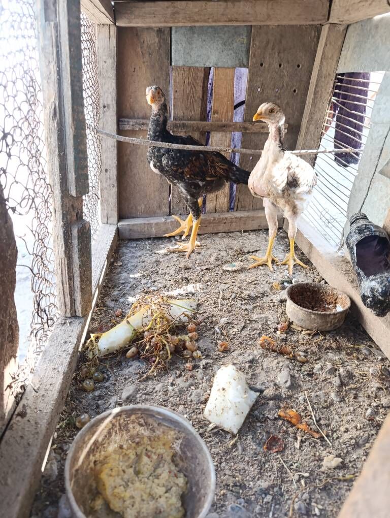 Baytso. Jujeler Towuk - Керки - img 3