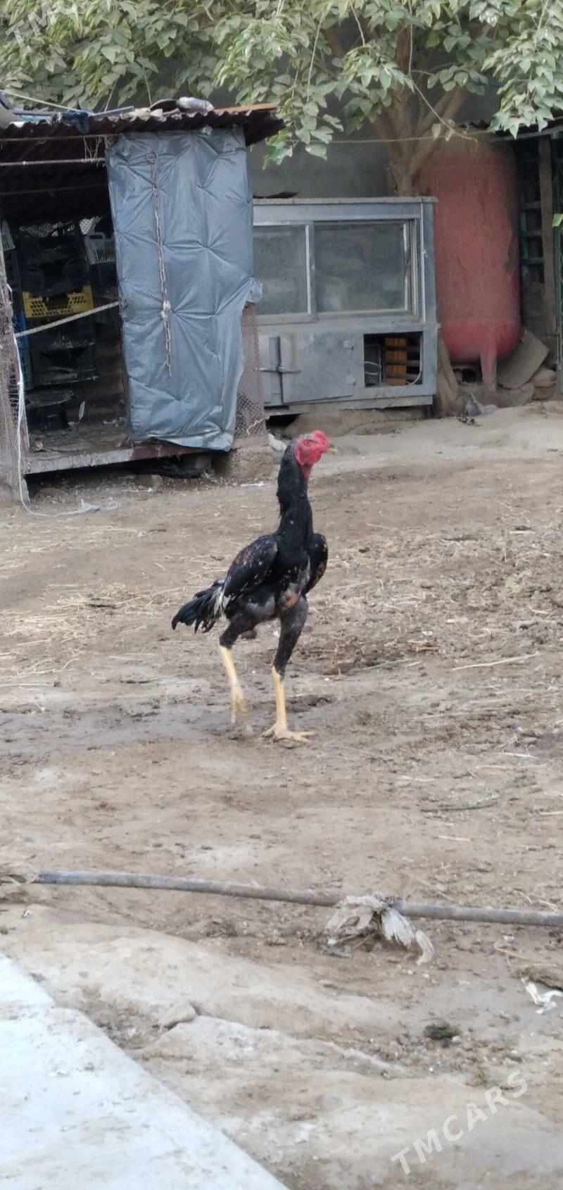 horaz taśkent - Ашхабад - img 1