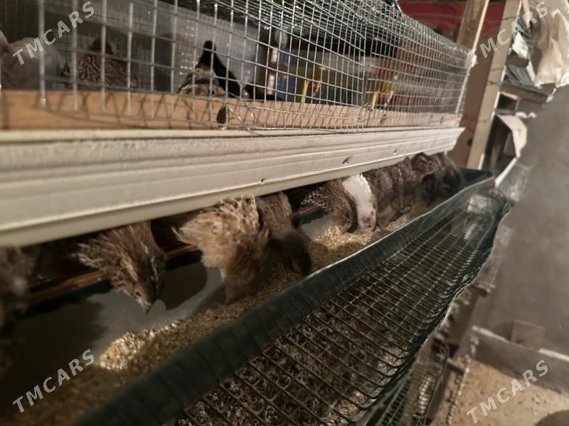 bedene - Seýdi - img 1