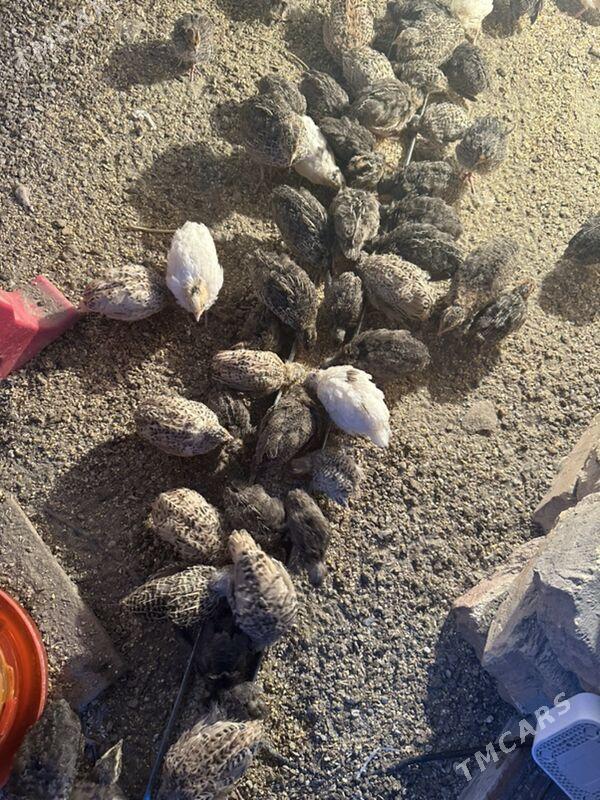 bedene - Seýdi - img 3