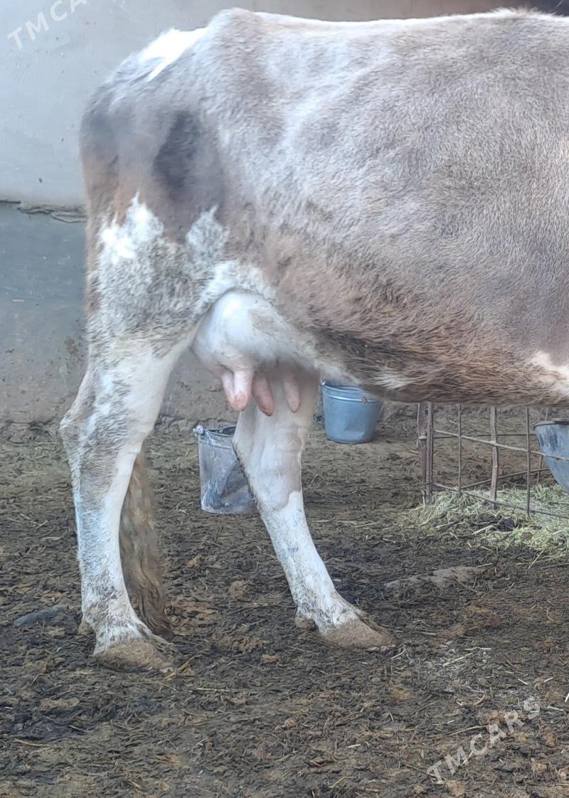 GOLELY SYGYR - Бахарден - img 1