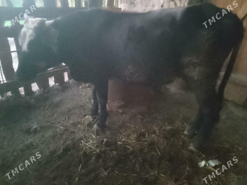 balyk okuz - Дянев - img 1