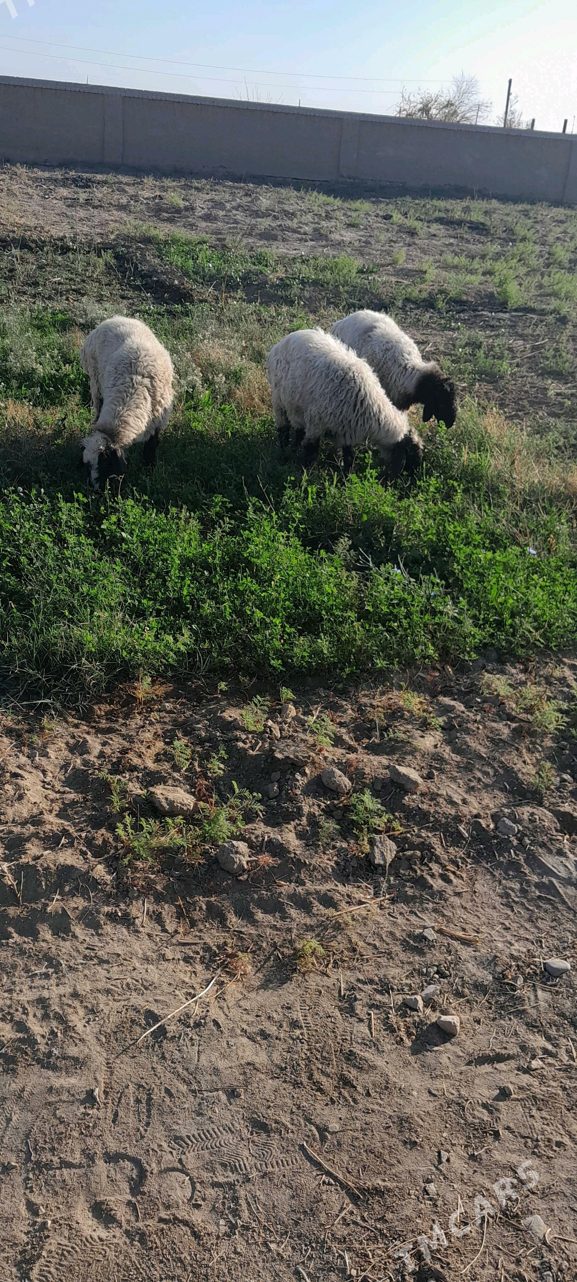 goyun - Baýramaly - img 2