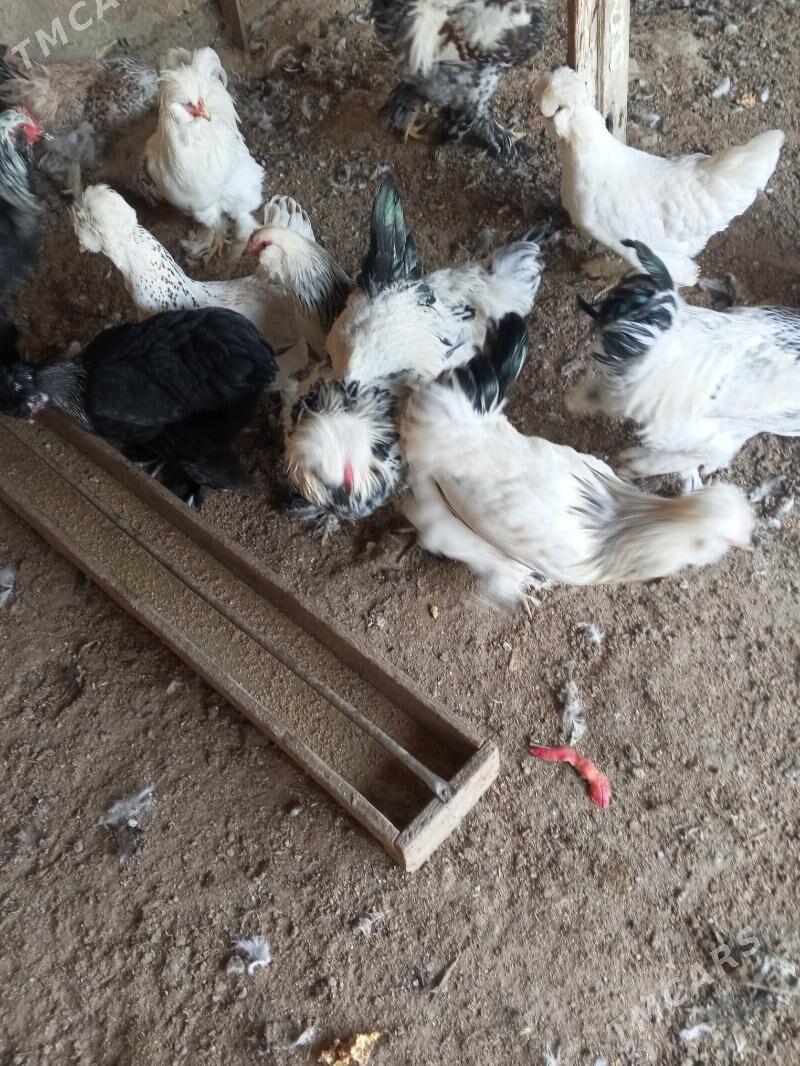 Balakly - Мары - img 2