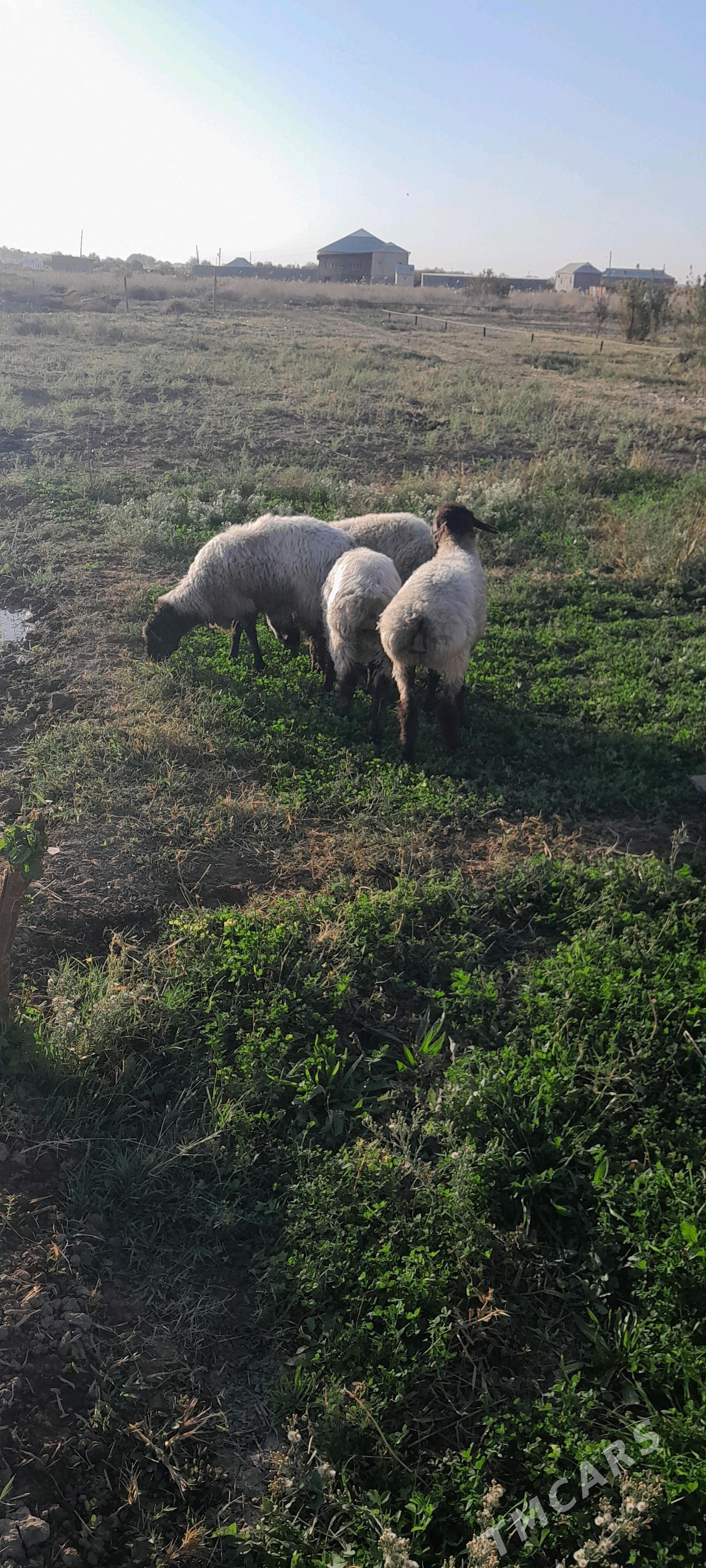 goyun - Baýramaly - img 3